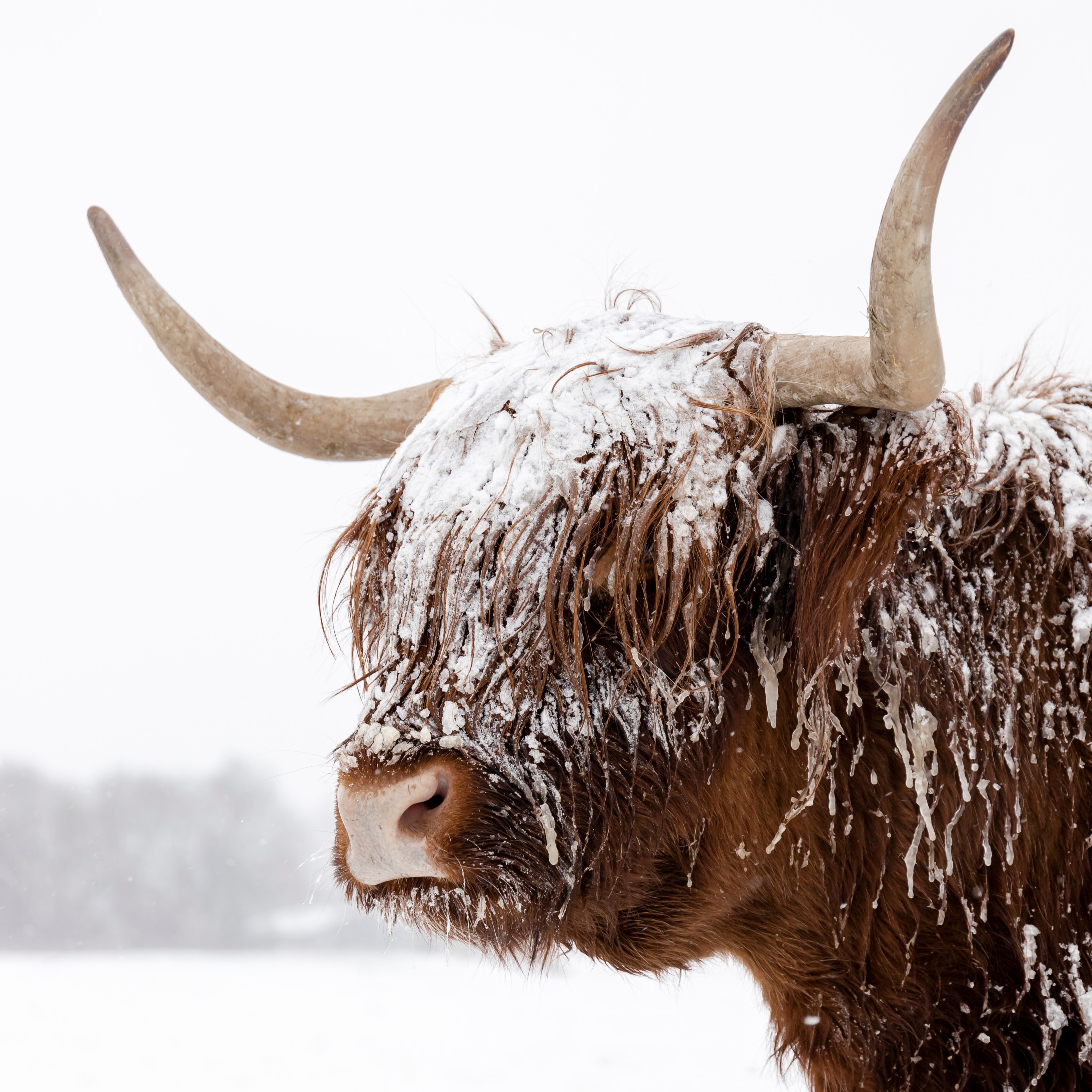 Snø på storfe med horn, dyr må ha frostfritt van hele vinteren.